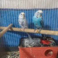 یک جفت مرغ عشق همرام با دو جوجه