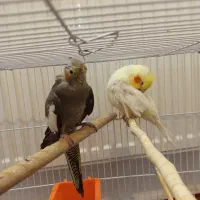 یک جفت عروس هلندی با جوجه|پرنده|مشهد, هفت تیر (نه دره)|دیوار