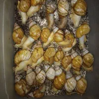 حلزون  مولد|خزنده|شیراز, بریجستون|دیوار