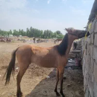 کره اسب یک ساله
