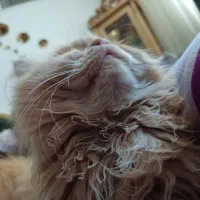 گربه پرشین و اسکاتیش|گربه|گلبهار, شهر جدید گلبهار|دیوار