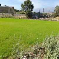 فروش برنج چمپه محلی و چلتیک محلی