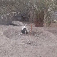 خرگوش|حیوانات مزرعه|میناب, |دیوار