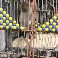 سرسیاه تازه مست