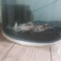 دوعددماهی افریقایی|ماهی|تربت جام, باغ سنگان سفلی|دیوار