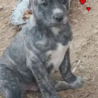 توله افقان|سگ|کاخک, |دیوار