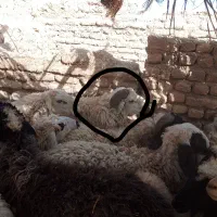 یک عدد بره فروشی