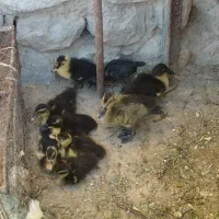 جوجه مرغ و اردک بزرگ