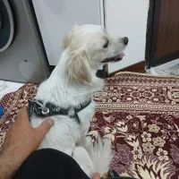 سگ رایگان