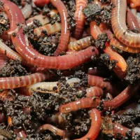 طعمه ماهیگیری (کرم خاکی)