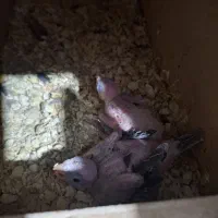 جفت عروس هلندی