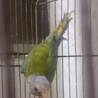 کوتوله اوپال و کله آلویی|پرنده|قم, پامنار|دیوار