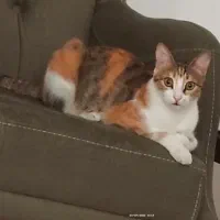 گربه گم شده (موکا)|گربه|رشت, معلم|دیوار