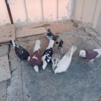 کفتر خوش رنگ|پرنده|کاشان, پشت شهربانی|دیوار