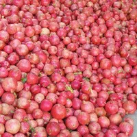 انار درجه یک