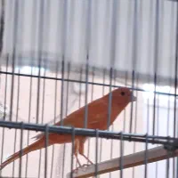 قناری نرشلاقی