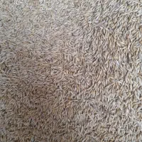 جو خارجی بذری