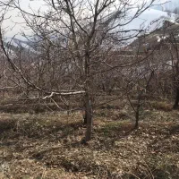 باغ فوری فروشی