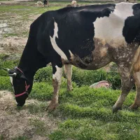 تلیسه زادوم شیری هلشتاین اصیل