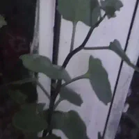 گل زیبا در تصویر بد افتاده