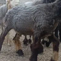 بره نر تخت|حیوانات مزرعه|مرودشت, تخت جمشید|دیوار