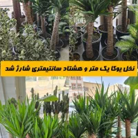 نخل یوکا