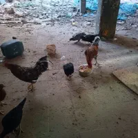 حیوانات|حیوانات مزرعه|مشهد, هفده شهریور|دیوار