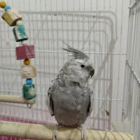 عروس هلندی همه نوع