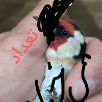 سهره سر سیاه پایزه|پرنده|شیراز, نیایش|دیوار