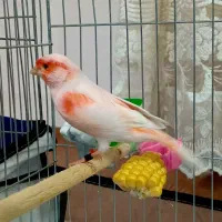 قناری موزاییکی نر مست|پرنده|اردبیل, |دیوار