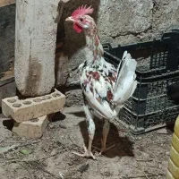 مرغ وخروس