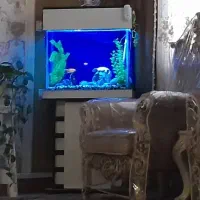 آکواریوم با لوازم جانبی