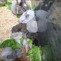 خرگوش