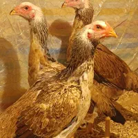 مرغ لاری اصیل