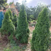 تویا آمریکایی ارتفاع بالا ۲متر|گل و گیاه طبیعی|رشت, بازار|دیوار