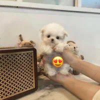 تخفیف ویژه سگ های اپارتمانی پودل مالتیز|سگ|تهران, نجات اللهی|دیوار