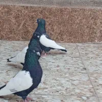 سینه سیاه|پرنده|اهواز, عین ۲|دیوار