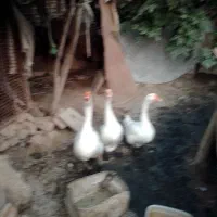 فروش غار