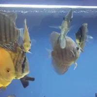 اکواریوم دیسکس|ماهی|بروجرد, |دیوار