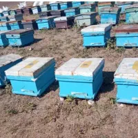 صندوق زنبورعسل