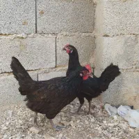 مرغ وخروس محلی بندرخمیر|حیوانات مزرعه|خمیر, |دیوار