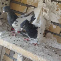 کفتر قیمت مناسب