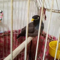 مینا ماده سخنگو 1ساله