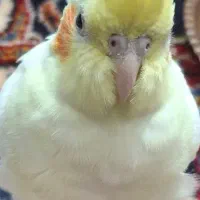 پرنده عروس هلندی