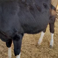 گوساله