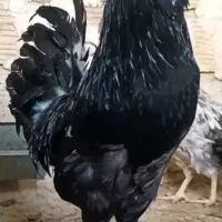 تخم گلین اصیل