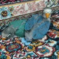 جوجه عروس هلندی و جوجه کوتوله