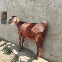 بز پاکستانی دامازدخ