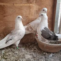 کبوتر دوکت پشتدار گره بندرلنگه