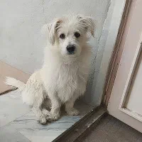 سگمو گم کردم